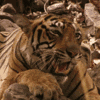 tiger-1.gif 100x100