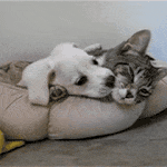 cat-and-dog.gif 150x150