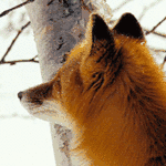 winter-fox.gif 150x150