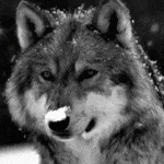 wolf.gif 150x150