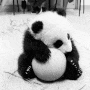 Cute Panda avatar