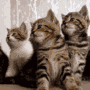 3 kittens avatar