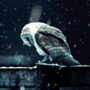 Owl in snow avatar