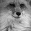 black-and-white-fox.gif 100x100