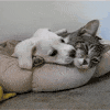 cat-and-dog.gif 100x100