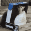 cat-in-a-box.gif 100x100