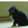 cat-wasted.gif 100x100