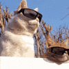 cool-cats.gif 100x100
