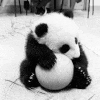 cute-panda.gif 100x100