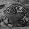 cute-tiger.gif 100x100