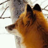winter-fox.gif 100x100