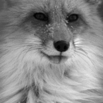 black-and-white-fox.gif 150x150