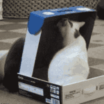 cat-in-a-box.gif 150x150