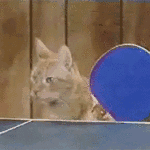cat-pong.gif 150x150