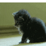cat-wasted.gif 150x150