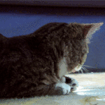 catface.gif 150x150