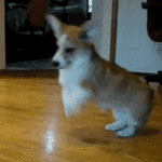 excited-dog.gif 150x150