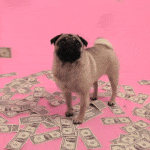 money-pug.gif 150x150