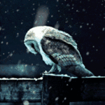 owl-in-snow.gif 150x150