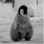 penguin.gif 150x150