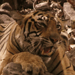 tiger-1.gif 150x150