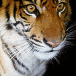 tiger.gif 150x150