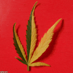 twisting-leaf.gif 150x150