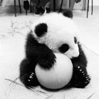 Cute Panda - Animal gif avatar