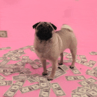 money-pug.gif 200x200