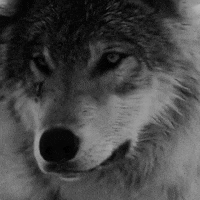 wolf-looking-around.gif 200x200