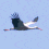 Stork flying gif