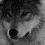 Wolf Looking around gif