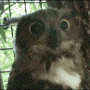 Anoxious owl