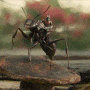 Antman on ant