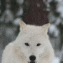 Wolf avatar