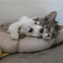 Cat and Dog avatar