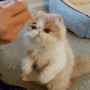Cat feeding avatar