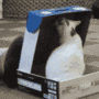 Cat in a box avatar
