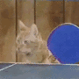 Cat-Pong