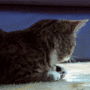 catface.gif 90x90