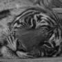Cute tiger avatar