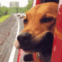 Dog in car avatar