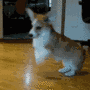 excited-dog.gif 90x90