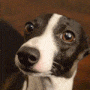 greyhound avatar