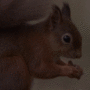 Heidy squirrel avatar