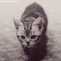 Kitten Guepard avatar