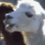 Lama avatar