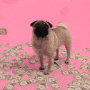 Money Pug avatar