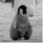 penguin.gif 90x90