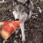 Pizza wolf